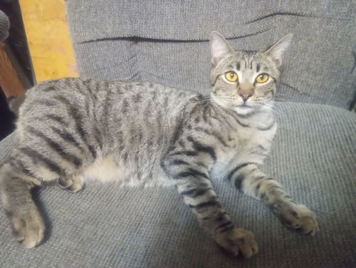 picture of the cat needing adoption