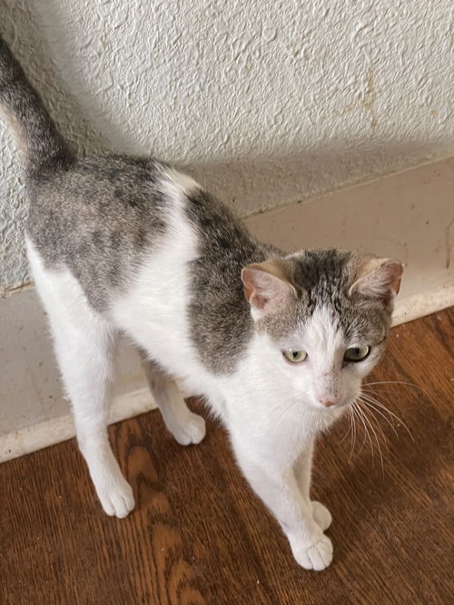 picture of the cat needing adoption