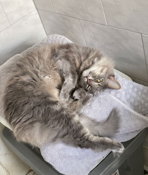 picture of the cat needing adoption