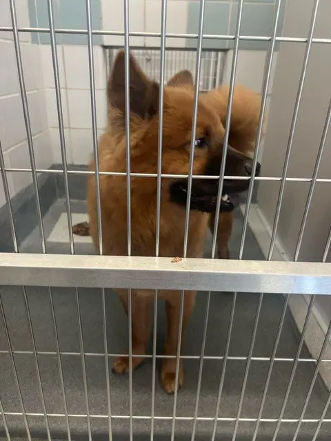 Cowboyy - Chow Chow