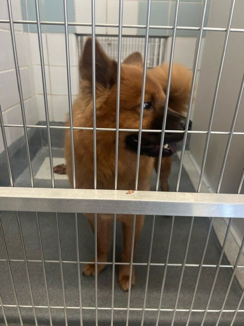 picture of the dog needing adoption