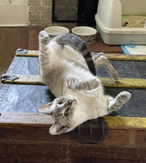 picture of the cat needing adoption