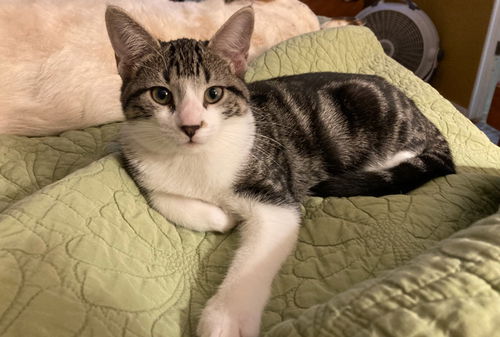 picture of the cat needing adoption