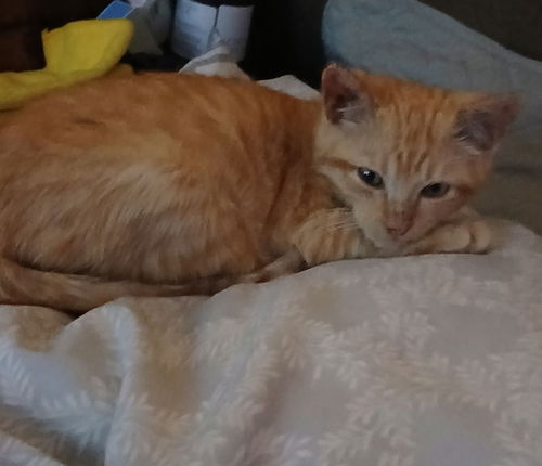 picture of the cat needing adoption