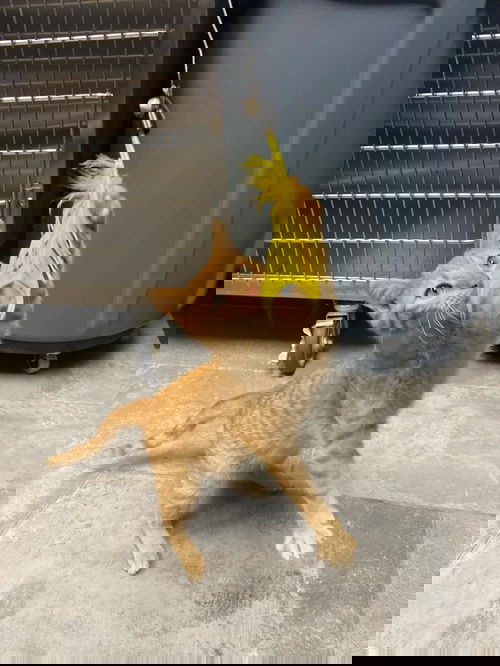 picture of the cat needing adoption