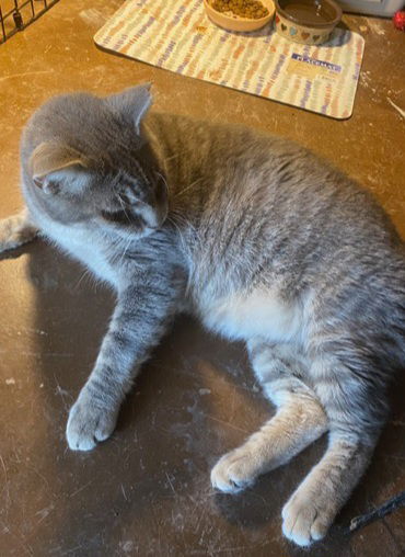 picture of the cat needing adoption