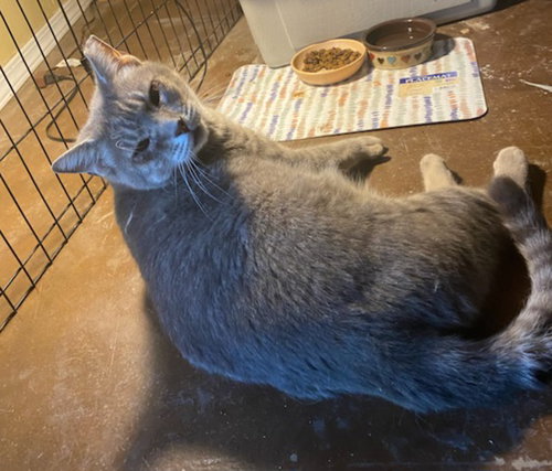 PAT - Domestic Short Hair / Tabby available for adoption