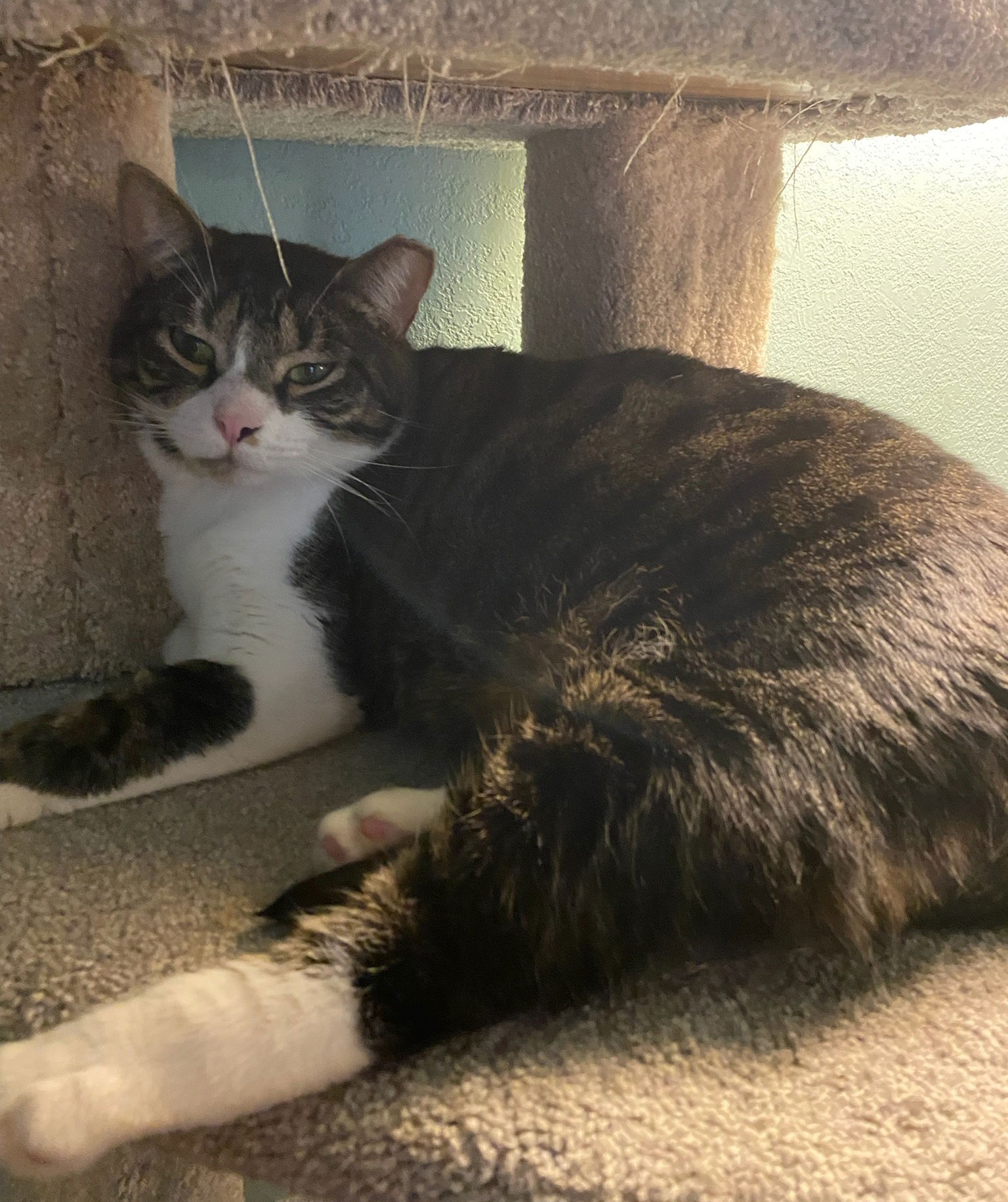 adoptable Cat in San Antonio, TX named BARBIE