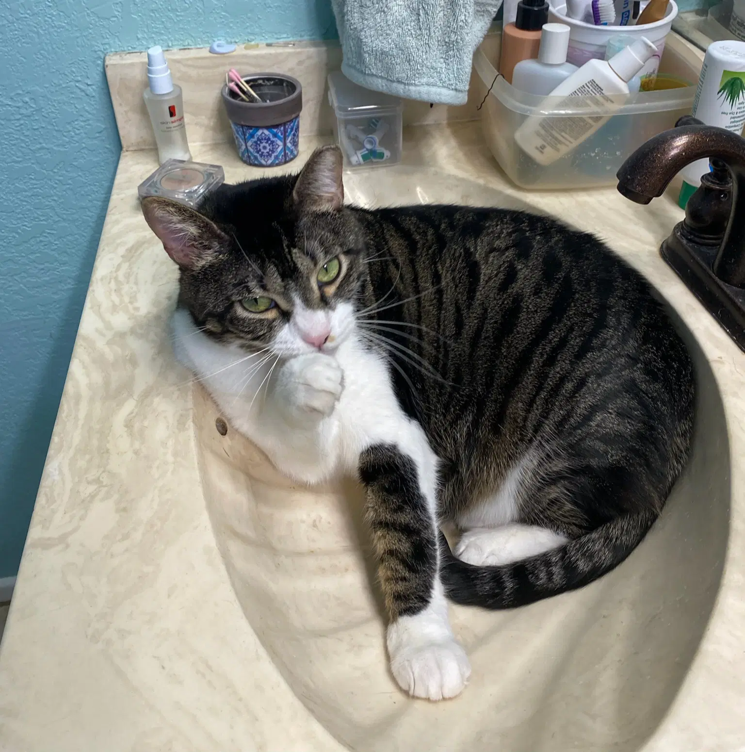 Barbie - Domestic Medium Hair