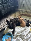 adoptable Cat in  named GAILLE