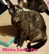 adoptable Cat in  named Sweet Pea