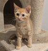 adoptable Cat in  named MARS