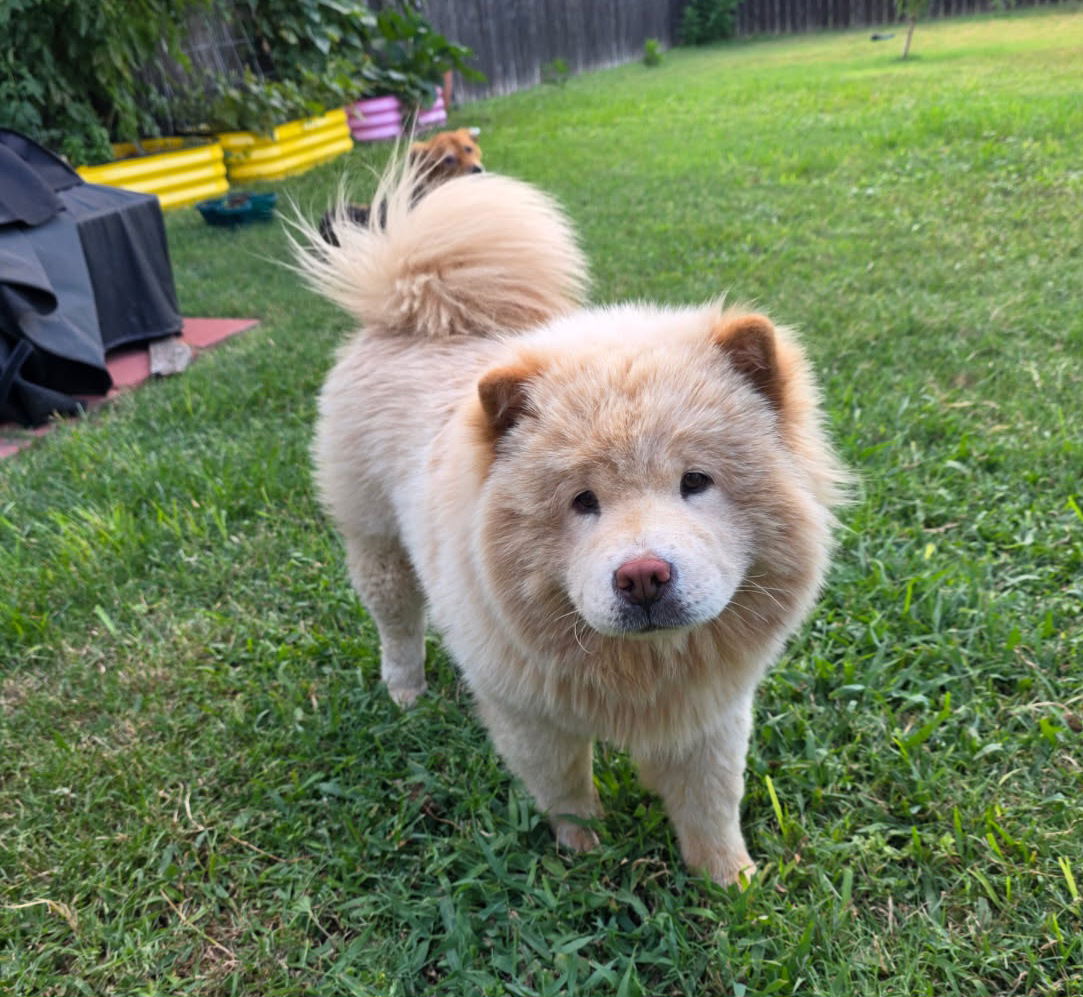 adoptable Dog in San Antonio, TX named DAPHNE