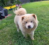 adoptable Dog in  named DAPHNE