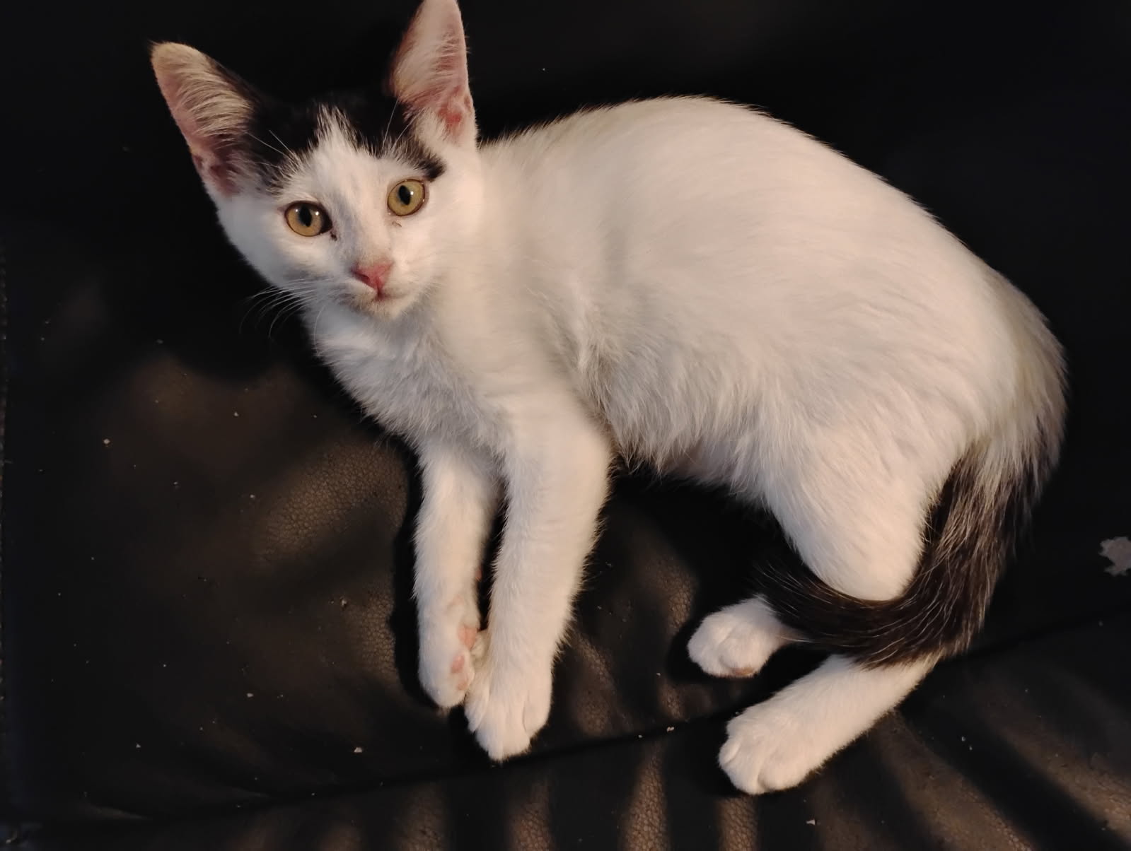 adoptable Cat in San Antonio, TX named VANNE