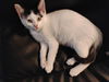 adoptable Cat in  named VANNE