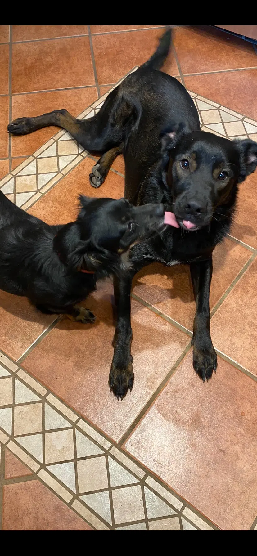 Wilfred - Labrador Retriever