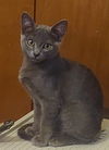 adoptable Cat in  named BABY BLUE