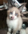 adoptable Cat in  named LOKIE