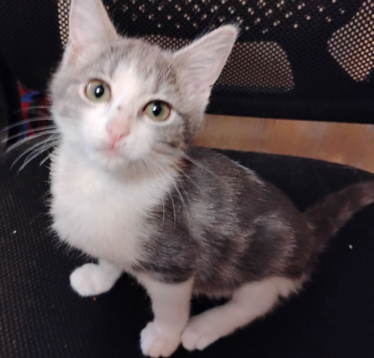 adoptable Cat in San Antonio, TX named TONYA