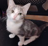 adoptable Cat in  named TONYA