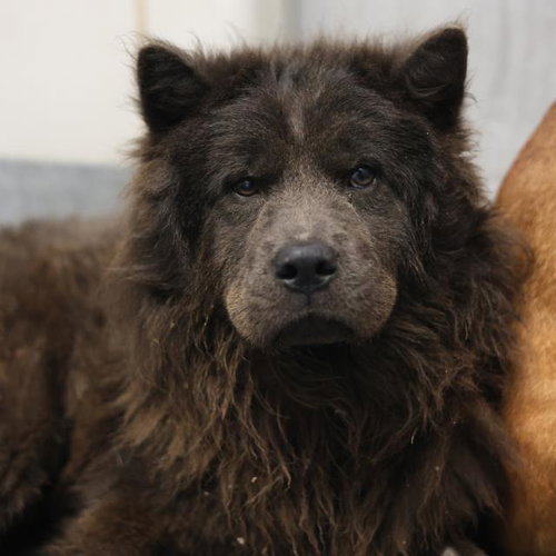 BORIS - Chow Chow available for adoption
