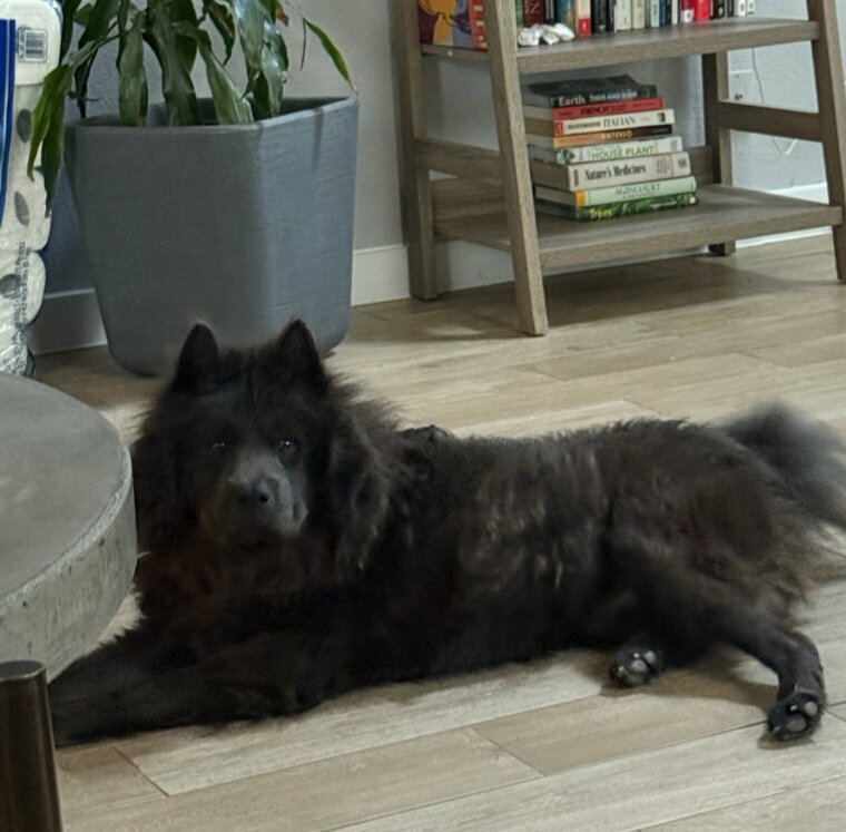 BORIS