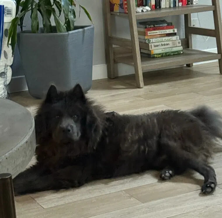 Boris - Chow Chow