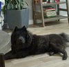 BORIS - Photo 1