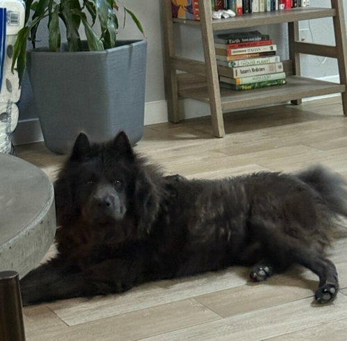 BORIS - Chow Chow available for adoption