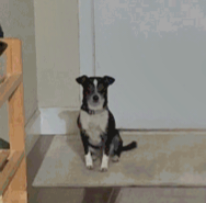 CHA CHA - Chihuahua available for adoption