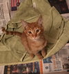 Charlie-Boy - Photo 2