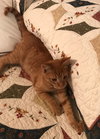 Charlie-Boy - Photo 3