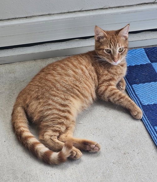 CHARLIE-BOY - Domestic Medium Hair / Tabby available for adoption