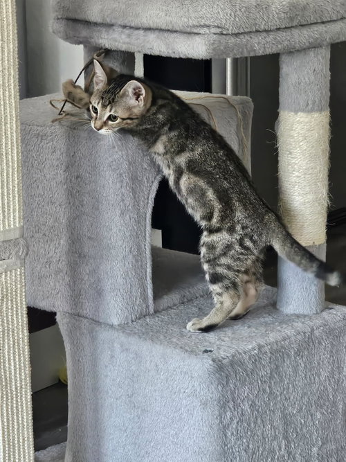 STORMY - Domestic Medium Hair available for adoption