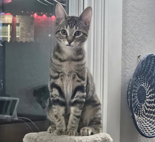 STORMY - Domestic Medium Hair available for adoption