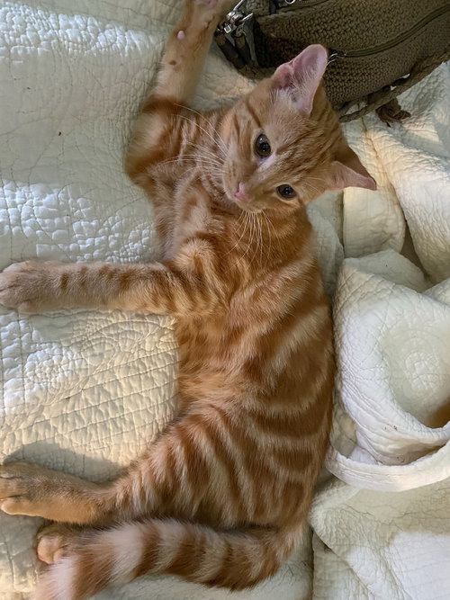 DESI - Tabby / Domestic Short Hair available for adoption
