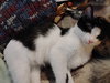 PEPPER - Photo 3