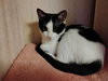 PEPPER - Photo 1