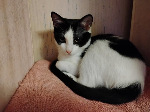 PEPPER - Domestic Short Hair available for adoption