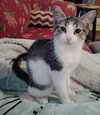 PECAN - Photo 2