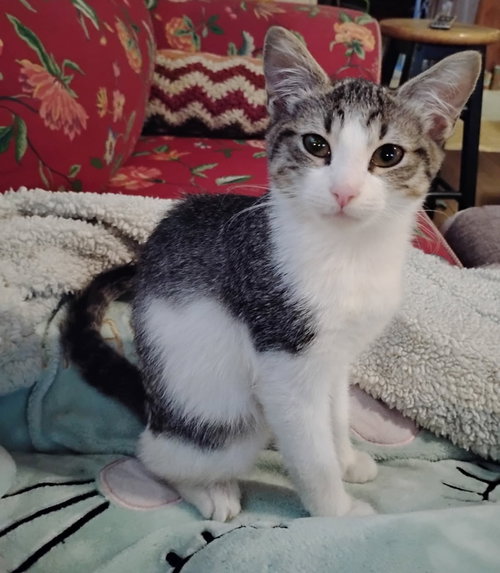 PECAN - Domestic Medium Hair available for adoption