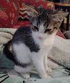 PECAN - Photo 1