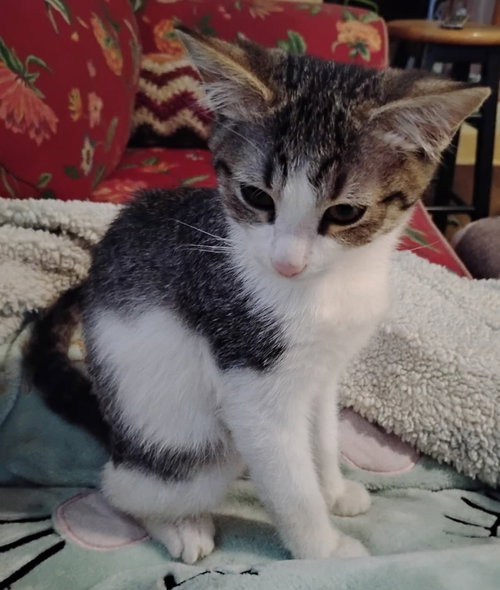 PECAN - Domestic Medium Hair available for adoption