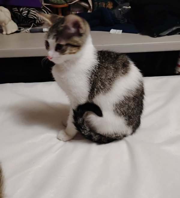 PECAN