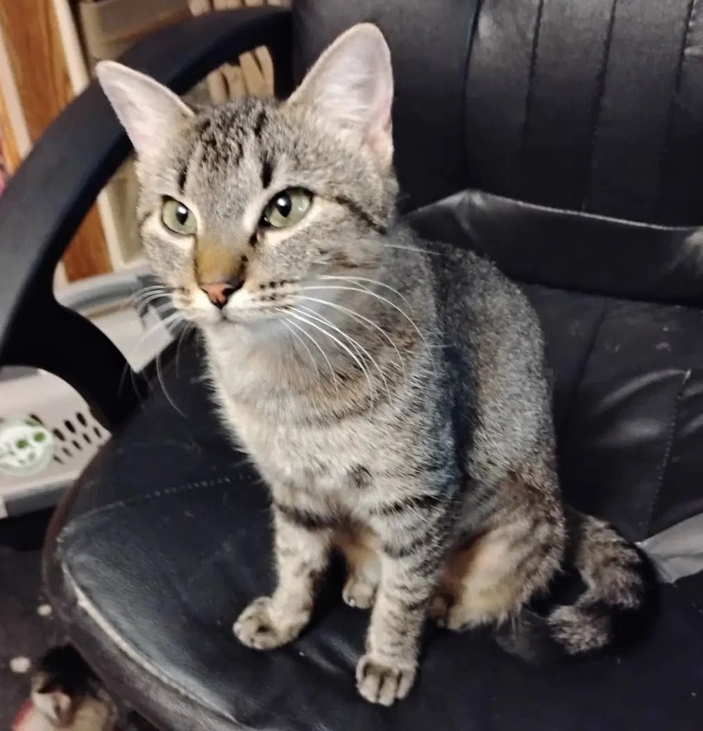Diamond - Tabby