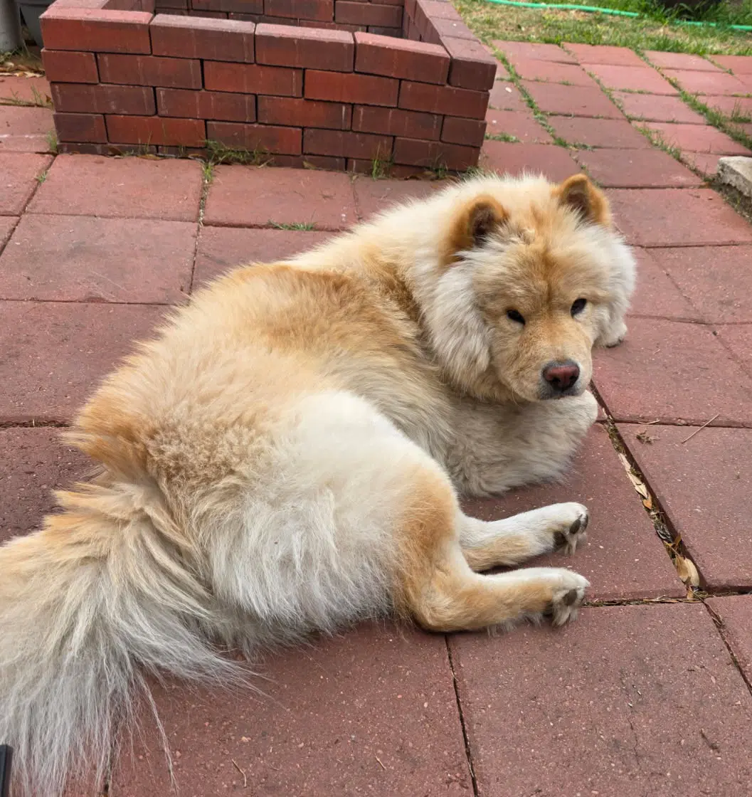 Macie - Chow Chow