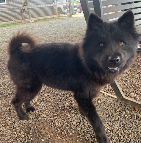Chow Chow