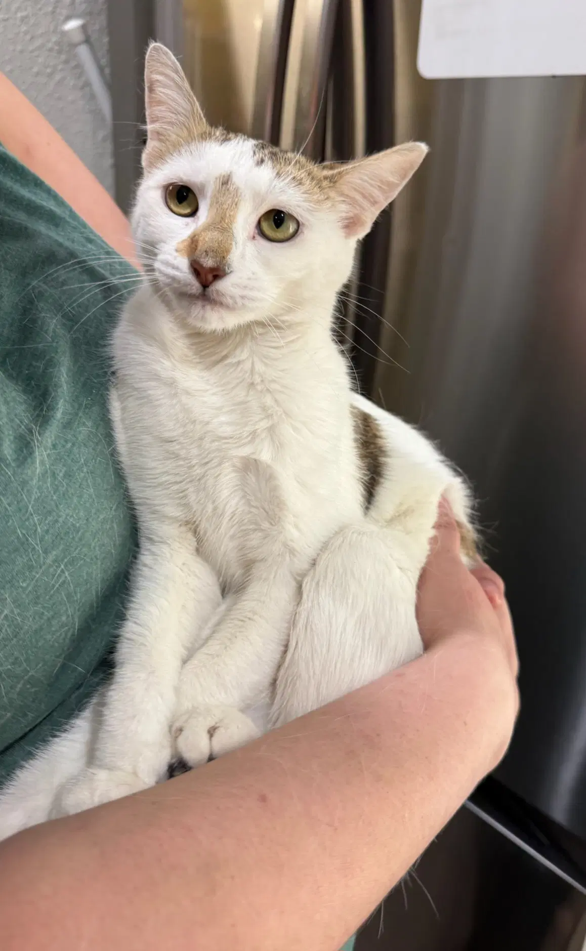 Mabell - Domestic Medium Hair