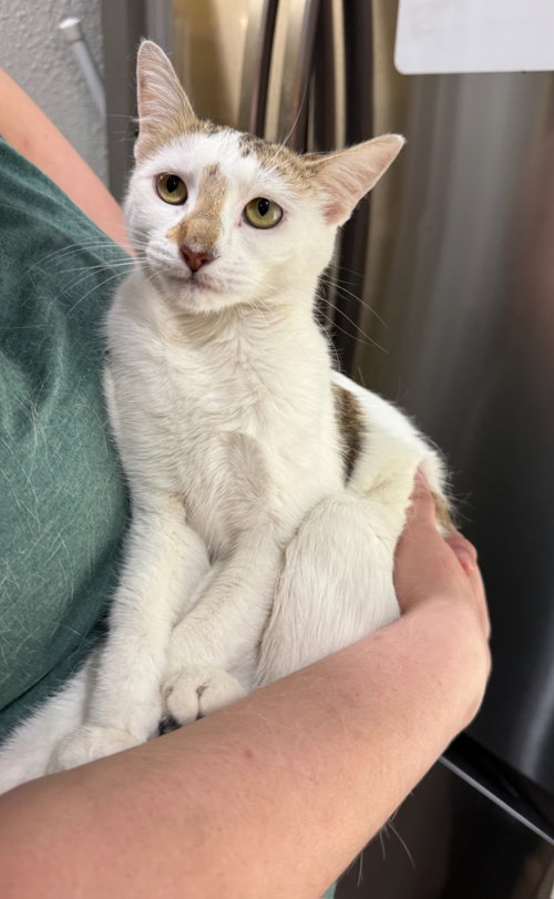 MABELL, an adoptable Domestic Medium Hair in San Antonio, TX
